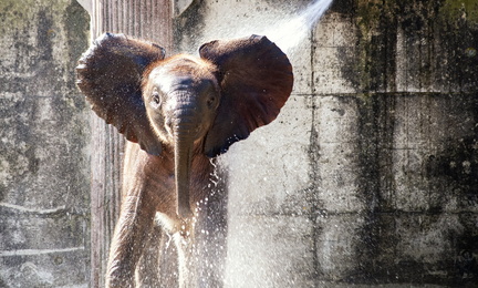 elephant-4474027