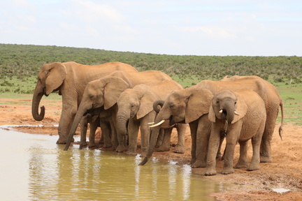 elephant-4790442