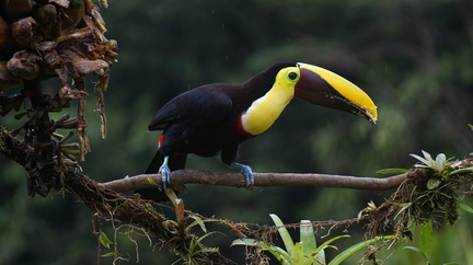 toucan-1586967