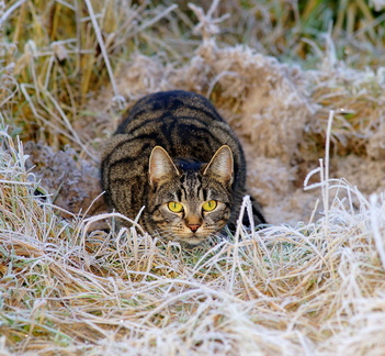 cat-1940489