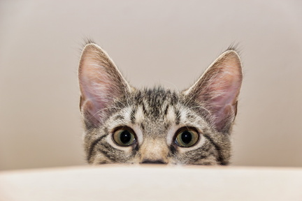 cat-4748231