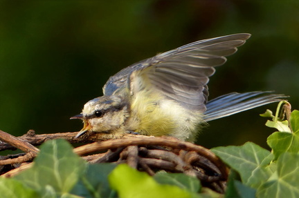 bird-861772