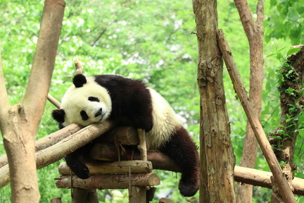 panda-3315467