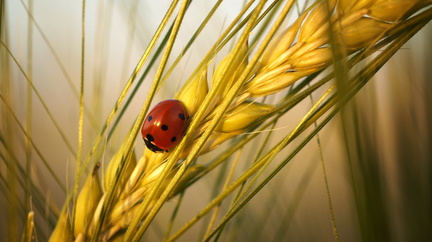 ladybug-2985615