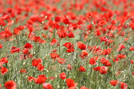 poppy-356323
