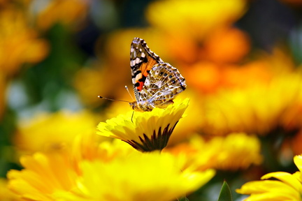 butterfly-169924