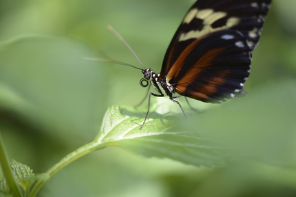 butterfly-4367745