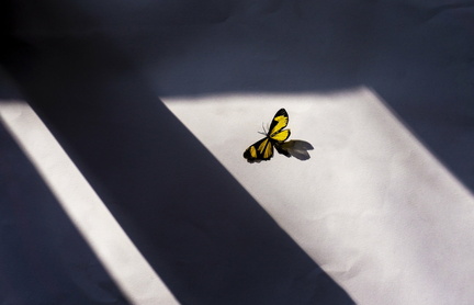 butterfly-5344157