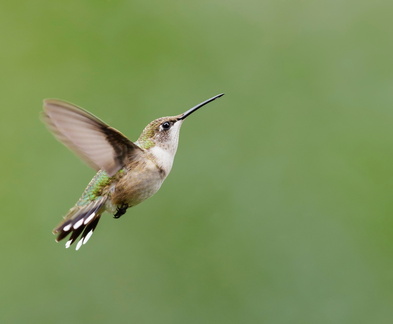hummingbird-3959458