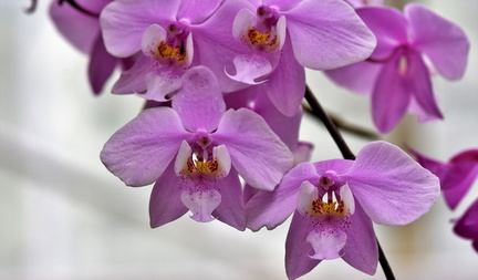 orchids-4029492