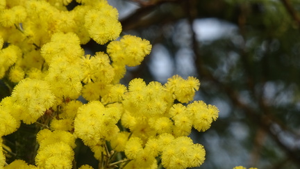 mimosa-4846618