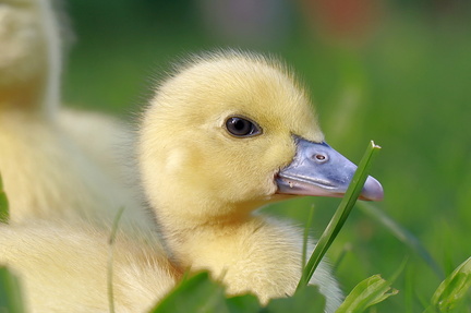 duckling-6568845