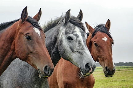 horses-1414889