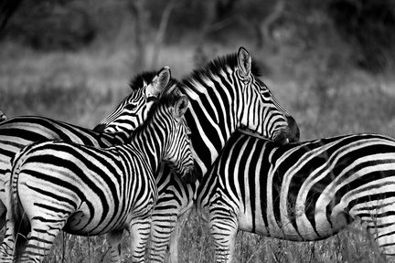 zebra-1141302