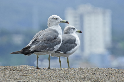 seagulls-6549872