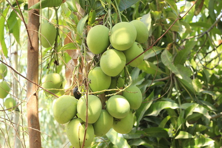 mango-4959201
