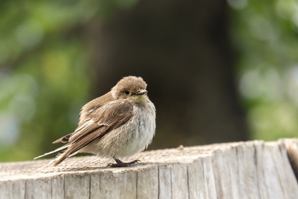 bird-6349407