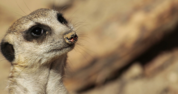 meerkat-2277671