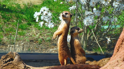 meerkat-729400