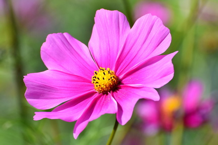 cosmos-3711568